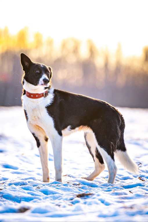 Собаки в Клине: Джоли — звёздная собачка Девочка, Бесплатно - фото 2