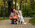 Собаки в Москве: Собака в добрые руки. Собака ищет дом. Девочка, Бесплатно - фото 6