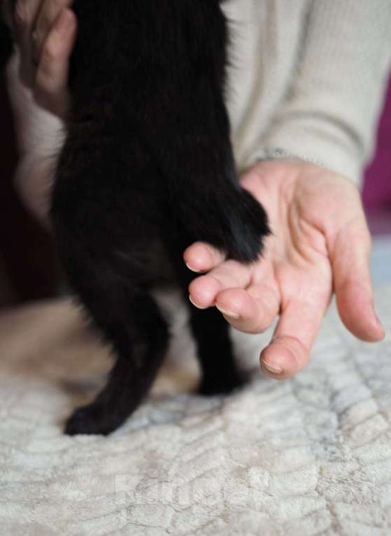 Кошки в Москве: Котёнок Фуджи в добрые руки  Мальчик, Бесплатно - фото 6