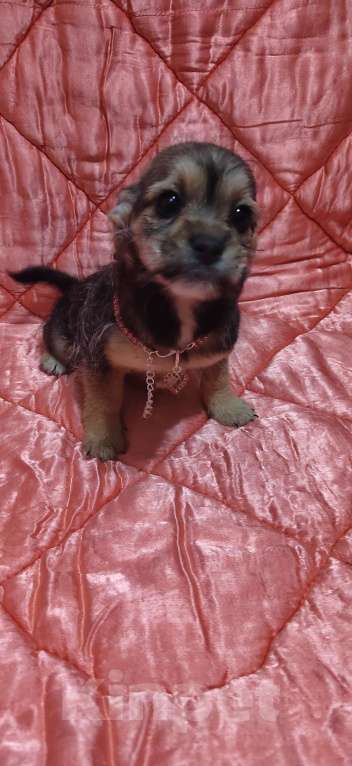 Собаки в Екатеринбурге: Малыши Девочка, 15 000 руб. - фото 4