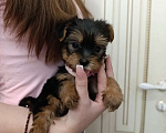Собаки в Краснодаре: Щенки йоркшистого ьерьера Мальчик, 17 000 руб. - фото 7