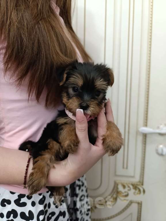 Собаки в Краснодаре: Щенки йоркшистого ьерьера Мальчик, 17 000 руб. - фото 7