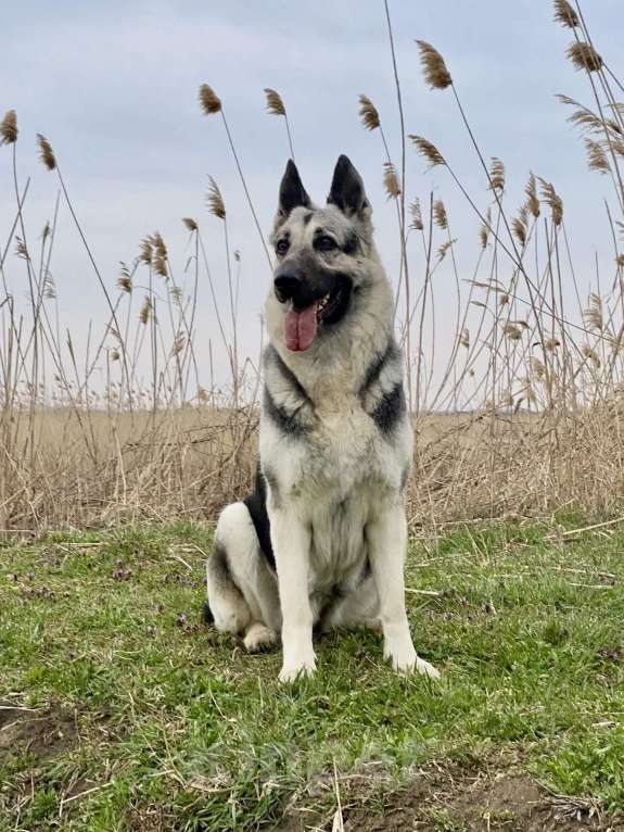 Собаки в других городах Краснодарского края: Щенок Восточноевропейской овчарки Девочка, 60 000 руб. - фото 5