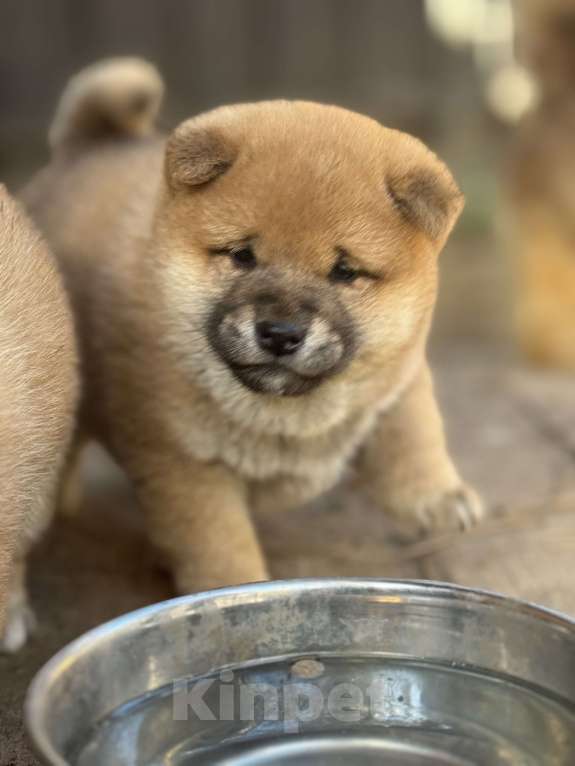 Собаки в Балашихе: Мальчик сиба Мальчик, 50 000 руб. - фото 5