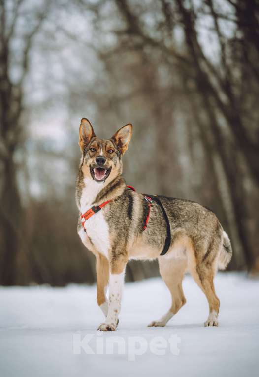 Собаки в Москве: Собака в добрые руки Мальчик, Бесплатно - фото 4