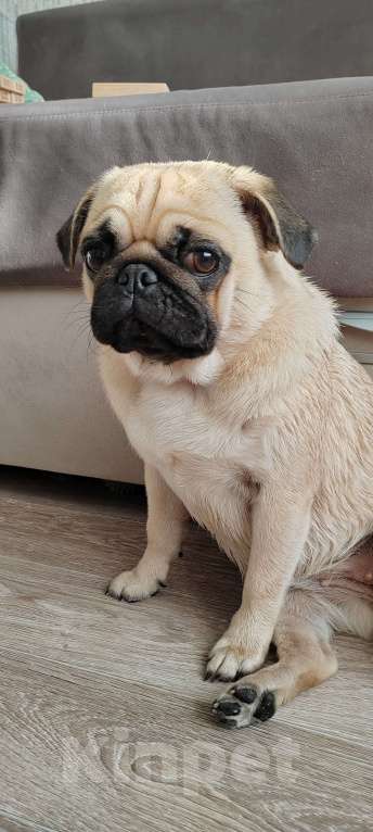 Собаки в Красноярске: Мопс девочка продажа  Девочка, 35 000 руб. - фото 7