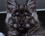 Кошки в Санкт-Петербурге: котенок мейн кун черный дым Мальчик, 100 000 руб. - фото 2