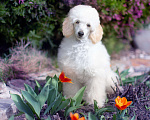 Собаки в Малоярославце: Пудель средний белый щенок Мальчик, Бесплатно - фото 10