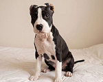 Собаки в Москве: Щенок амстаффа Девочка, 45 000 руб. - фото 1