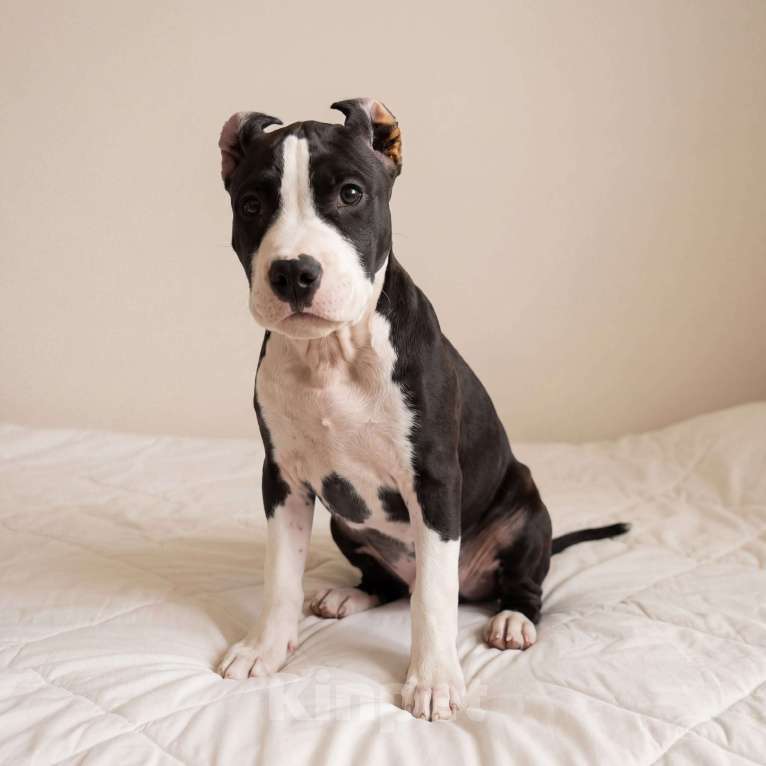 Собаки в Москве: Щенок амстаффа Девочка, 45 000 руб. - фото 1