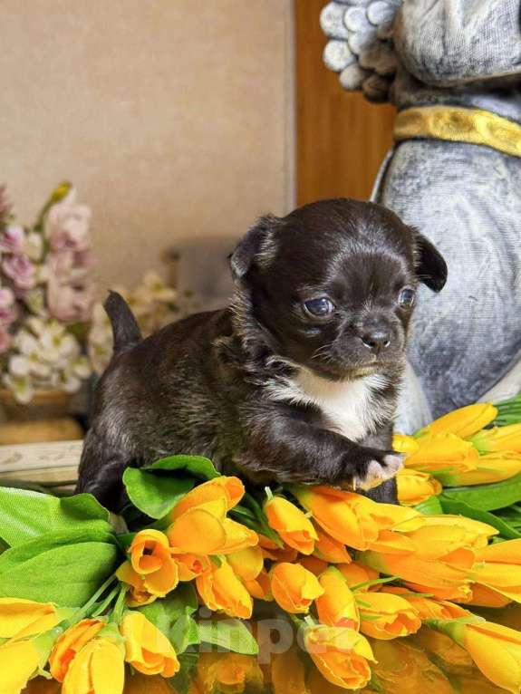Собаки в других городах Московской области: Щенки чихуахуа от элитных родителей Мальчик, Бесплатно - фото 4
