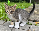 Кошки в других городах Московской области: Ищем дом 🐈 Девочка, Бесплатно - фото 2