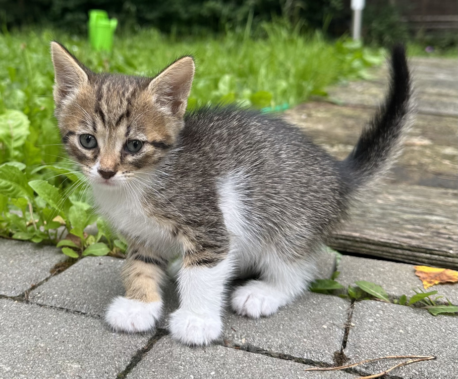 Кошки в других городах Московской области: Ищем дом 🐈 Девочка, Бесплатно - фото 2