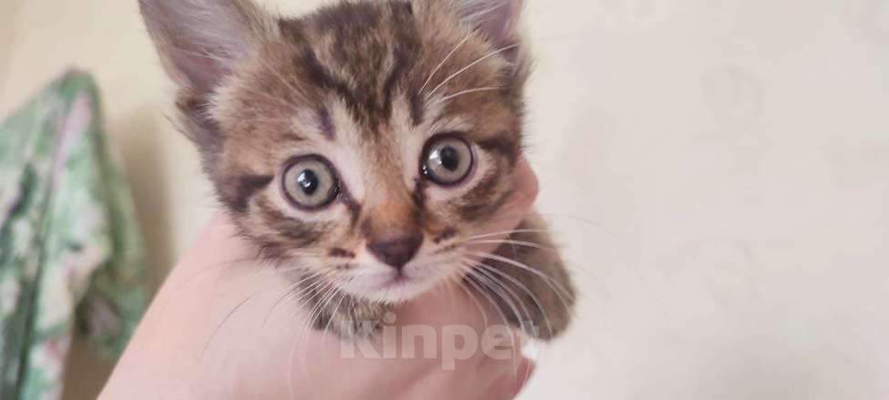 Кошки в Москве: Тим ищет маму и папу Мальчик, Бесплатно - фото 2