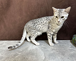 Кошки в Москве: котик египетская мау  Мальчик, 85 000 руб. - фото 4