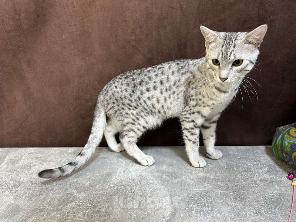 Кошки в Москве: котик египетская мау  Мальчик, 85 000 руб. - фото 4