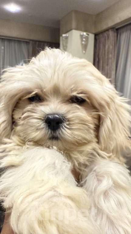 Собаки в Москве: Мальтипу лучший малыш Мальчик, Бесплатно - фото 1