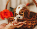 Собаки в Санкт-Петербурге: Кавалер Кинг Чарльз Спаниель Девочка, Бесплатно - фото 6