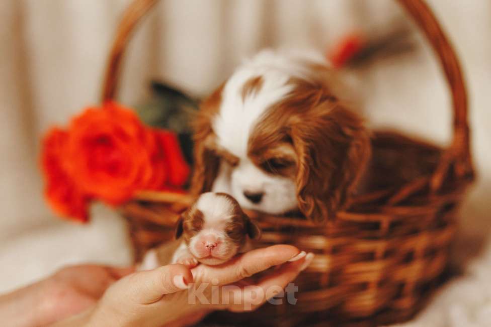 Собаки в Санкт-Петербурге: Кавалер Кинг Чарльз Спаниель Девочка, Бесплатно - фото 6