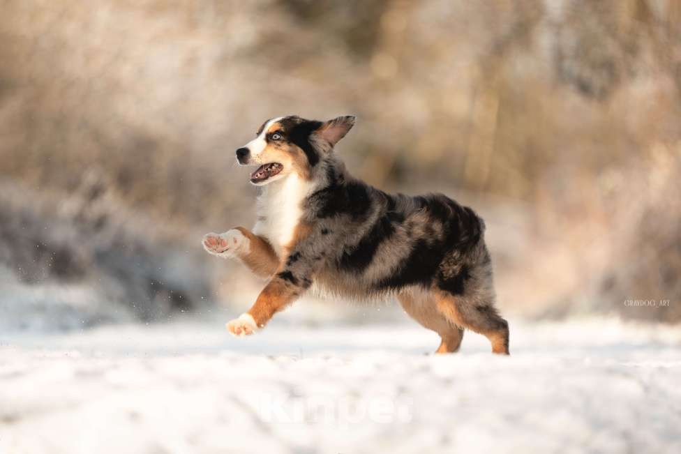 Собаки в Москве: Миниатюрная Американская Овчарка Щенок  Мальчик, 90 000 руб. - фото 3