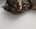 Кошки в Казани: Ласковая кошечка Девочка, Бесплатно - фото 2
