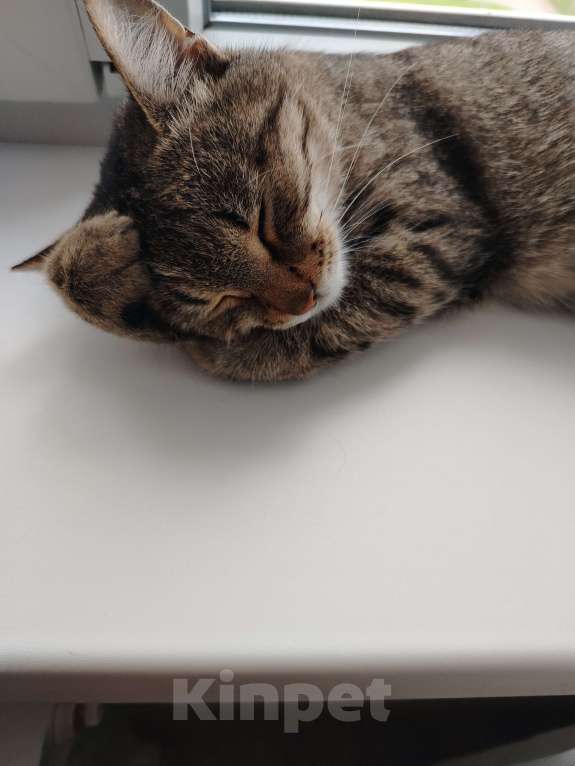 Кошки в Казани: Ласковая кошечка Девочка, Бесплатно - фото 2