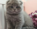Кошки в Москве: Плюшевый котик Мальчик, 35 000 руб. - фото 3