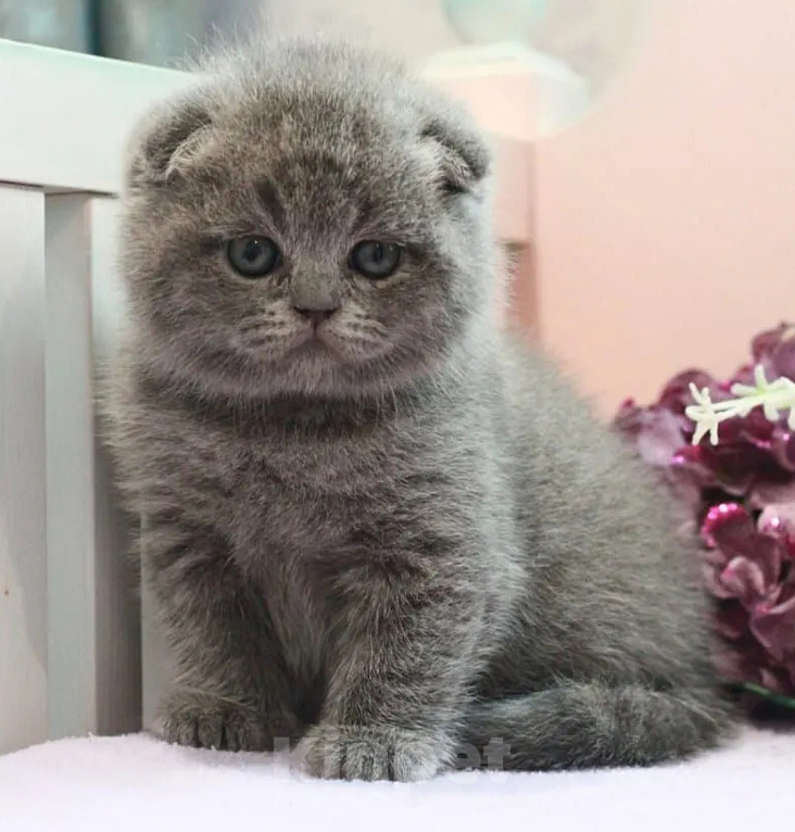 Кошки в Москве: Плюшевый котик Мальчик, 35 000 руб. - фото 3