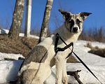 Собаки в Москве: Прекрасная Алиса ищет дом! Девочка, 10 руб. - фото 3