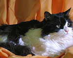 Кошки в Макарове: Клепа красивая кошка в дар, Бесплатно - фото 2