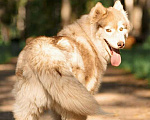 Собаки в Москве: Красивый пёс Мирон в добрые руки! Мальчик, 1 руб. - фото 7