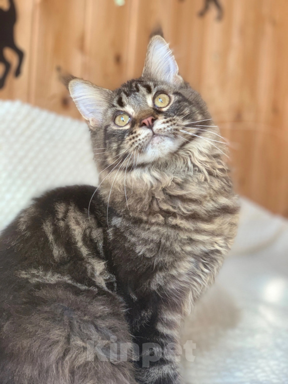 Кошки в Челябинске: 🔥🔥🔥КОТЕНОК МЕЙН-КУН МАЛЬЧИК ПИТОМНИК 🔥🔥🔥 Мальчик, 35 000 руб. - фото 10