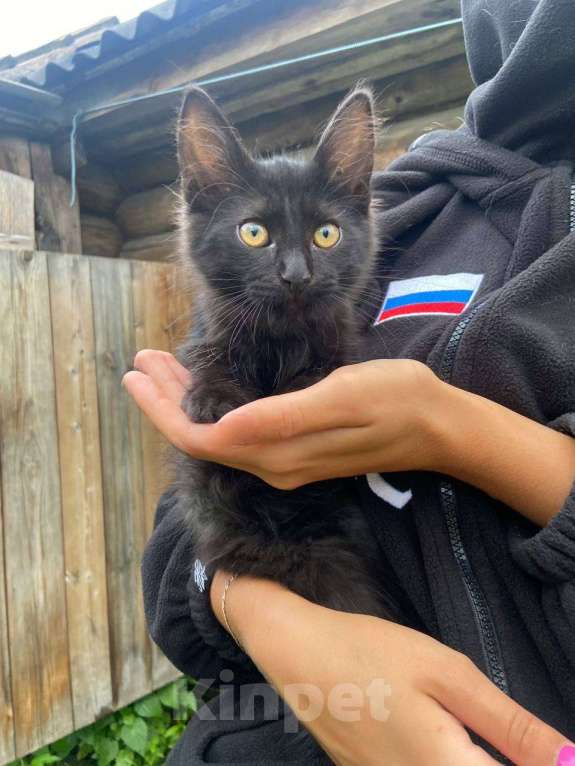 Кошки в Нижнем Новгороде: Котенок, мальчик, черный пушистый Мальчик, Бесплатно - фото 1