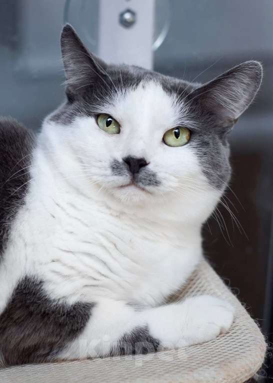 Кошки в Москве: Ласковая и спокойная кошечка Василиса в дар Девочка, 10 руб. - фото 1