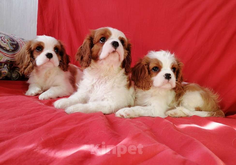 Собаки в Москве: Щеночки Кавалер Кинг Чарльз 2,5 мес. Девочка, 70 000 руб. - фото 3