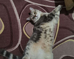 Кошки в Красноярске: Отдам кошечку Девочка, Бесплатно - фото 2