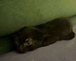 Кошки в Барнауле: Хороший котенок Мальчик, Бесплатно - фото 1