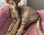 Кошки в Балашихе: Ориентальный котенок Дизель Мальчик, 80 000 руб. - фото 7