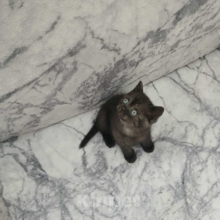Кошки в Арзамасе: Продаю шотландского прямоухого котенка Мальчик, 5 000 руб. - фото 3