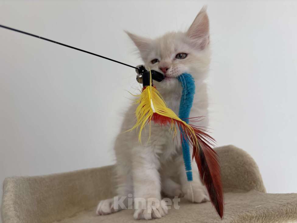 Кошки в Калининграде: Чистокровный котенок Мэйкун, es 22 Мальчик, 35 000 руб. - фото 5