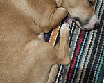Собаки в Тюмени:  СРОЧНО !!! Был найден щенок. Мальчик, 10 руб. - фото 2