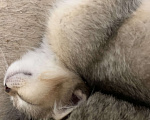 Кошки в Санкт-Петербурге: Котята шотландские Мальчик, Бесплатно - фото 7