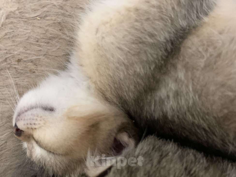Кошки в Санкт-Петербурге: Котята шотландские Мальчик, Бесплатно - фото 7