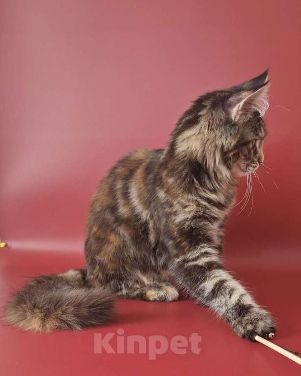 Кошки в Уфе: Девочка мейн-кун 5 мес  Девочка, 40 000 руб. - фото 8