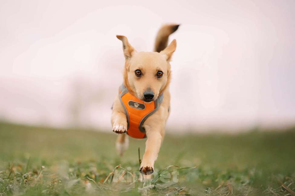 Собаки в Москве: Миранда Девочка, Бесплатно - фото 3