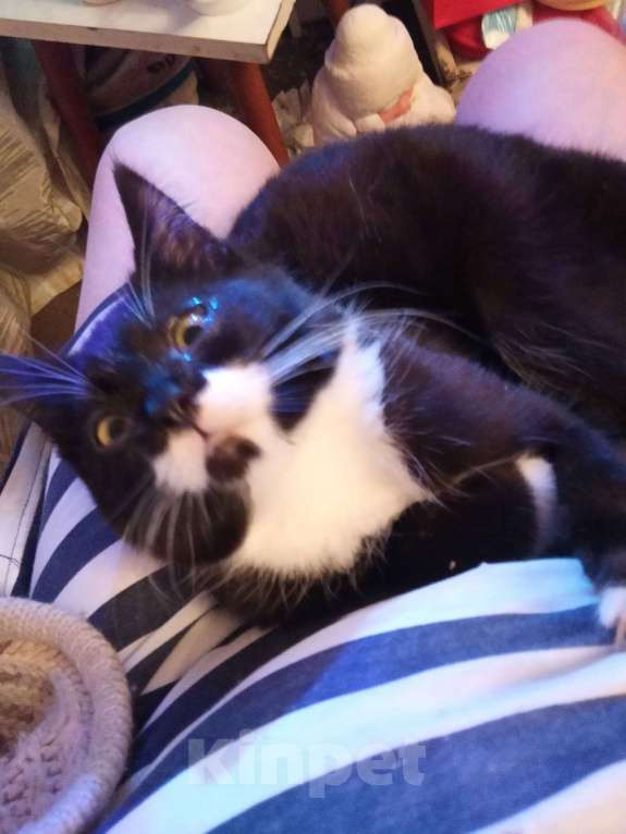 Кошки в Москве: Красивый котенок Феликс Мальчик, Бесплатно - фото 2