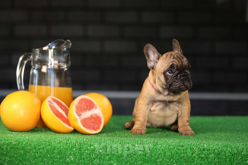 Собаки в Москве: Щенок французского бульдога Девочка, 45 000 руб. - фото 5