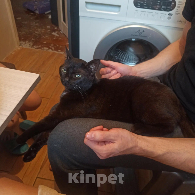 Кошки в Санкт-Петербурге: Потерялась кошка!! Девочка, 2 000 руб. - фото 3