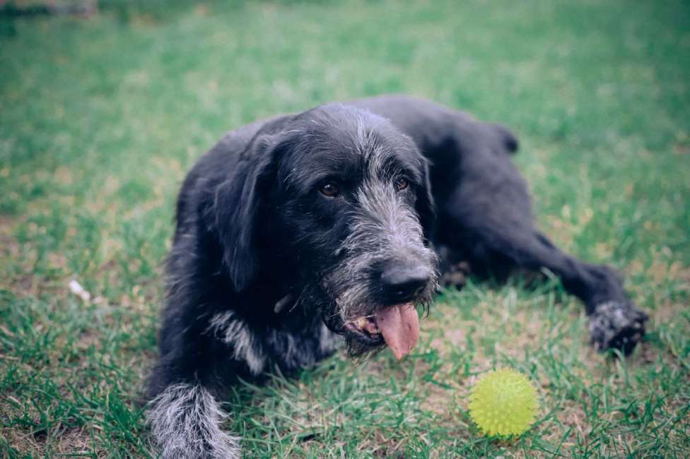 Собаки в Москве: Компанейский  Дратхаар -трехлапик в добрые руки Мальчик, Бесплатно - фото 5