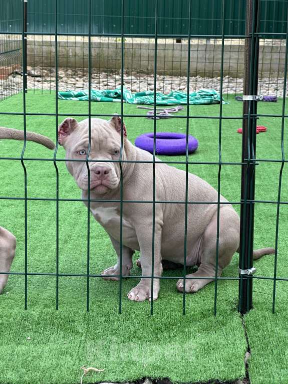 Собаки в Краснодаре: Американский булли щенок Девочка, 90 000 руб. - фото 10